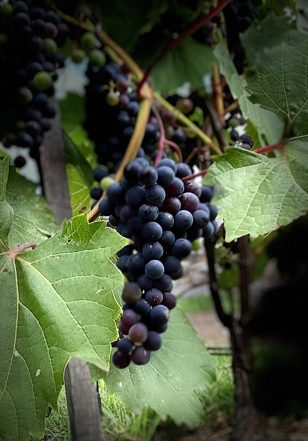 L'expérience Des Vendanges